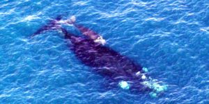Southern Right Whales in the Great Australian Bight. Photo: Dr Kerstin Bilgmann