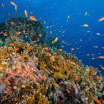 Sea temperature can create new fish species