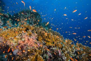 New research suggests that ocean currents with different temperatures, which are known to influence the distribution of species in the sea, might also drive the evolution of new species. Photo: iStock.