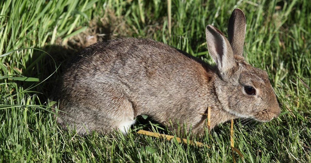Wild rabbit in Australia News