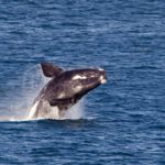 Aerial survey finds whales, many dolphins in the Bight