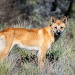 Dingoes a native species – so need protecting