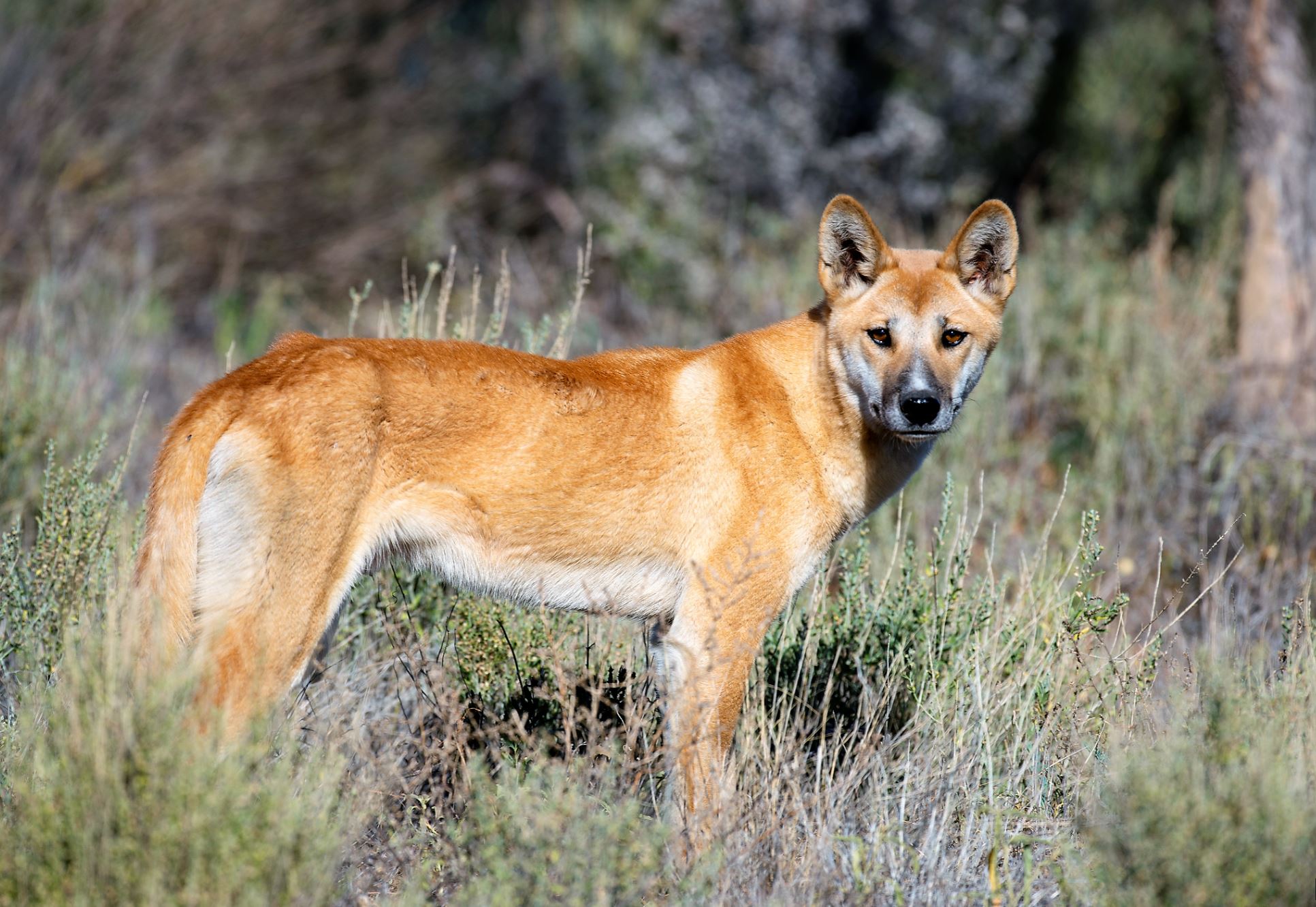 domesticated dingo