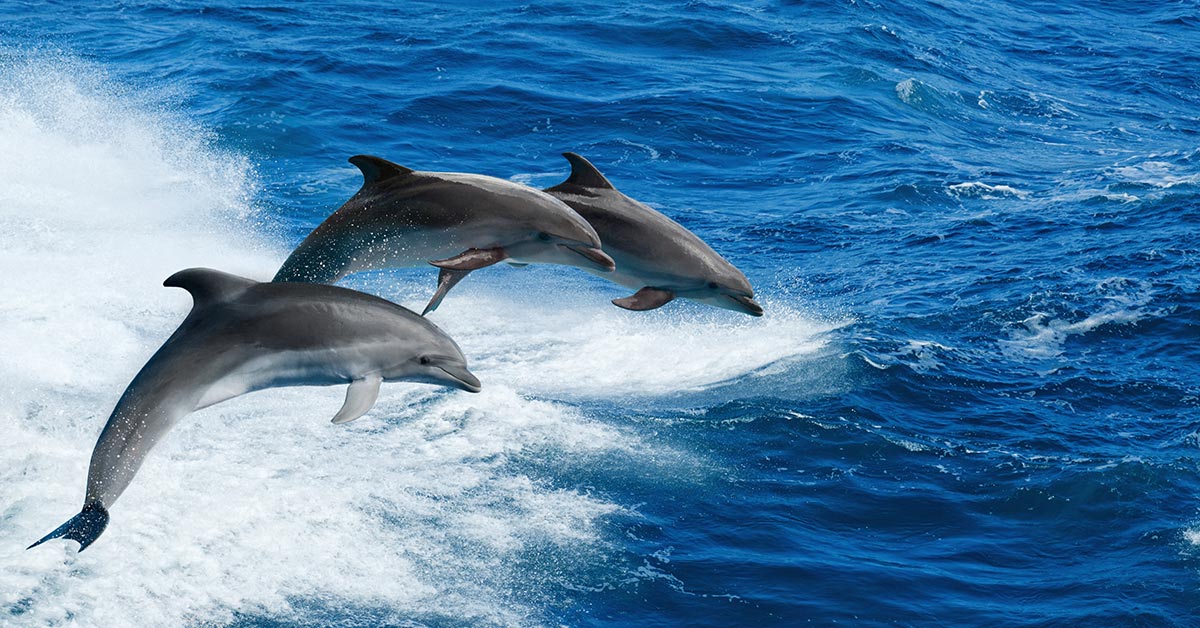 dolphin imaging training