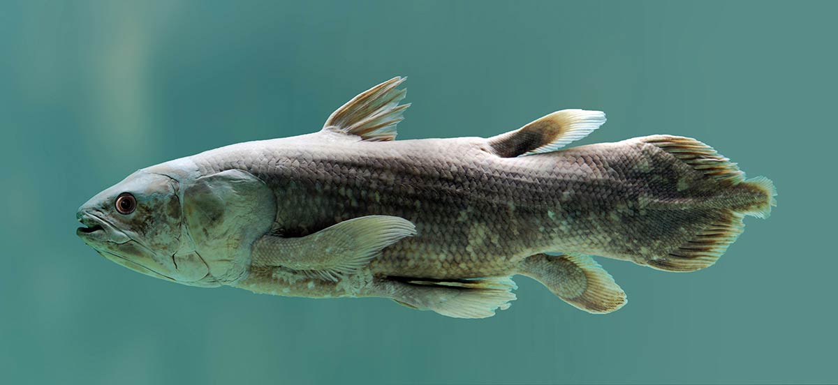 With only two extant species of Coelacanth, the fish are sometimes called "living fossils" as they remain largely unchanged from their prehistoric ancestors. Photo: Getty Images.