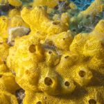 Marine sponge tests point to human microbiome answers