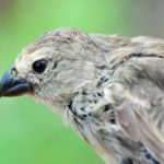 Hybrid species could save finches from invasive parasite