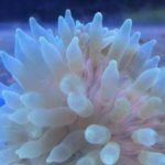 Climate change an anemone enemy