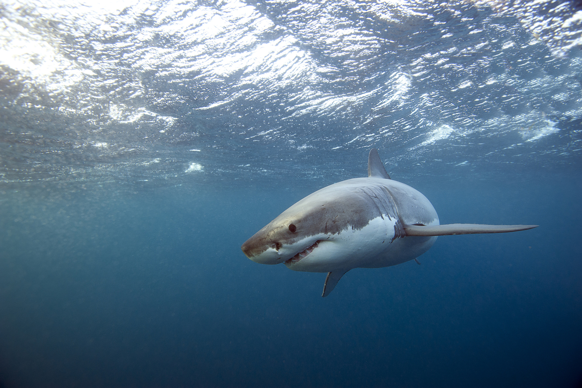 A good eye for sizing up sharks – News