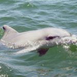 Ocean warming puts dolphins at risk