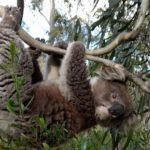 Koalas hang by a thread as forests shrink