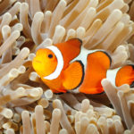 Clownfish reproduction threatened by artificial light