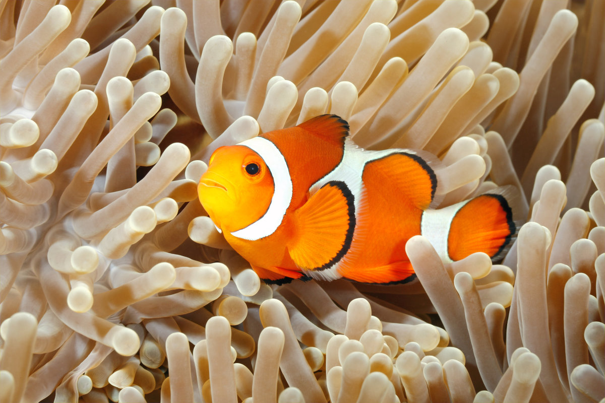 Fertilised eggs of the ocellaris clownfish (Amphiprion ocellaris) will not hatch if they're exposed to artificial light at night, new research reveals. Photo: Getty Images.