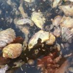 Sea snail compound reduces cancer risk