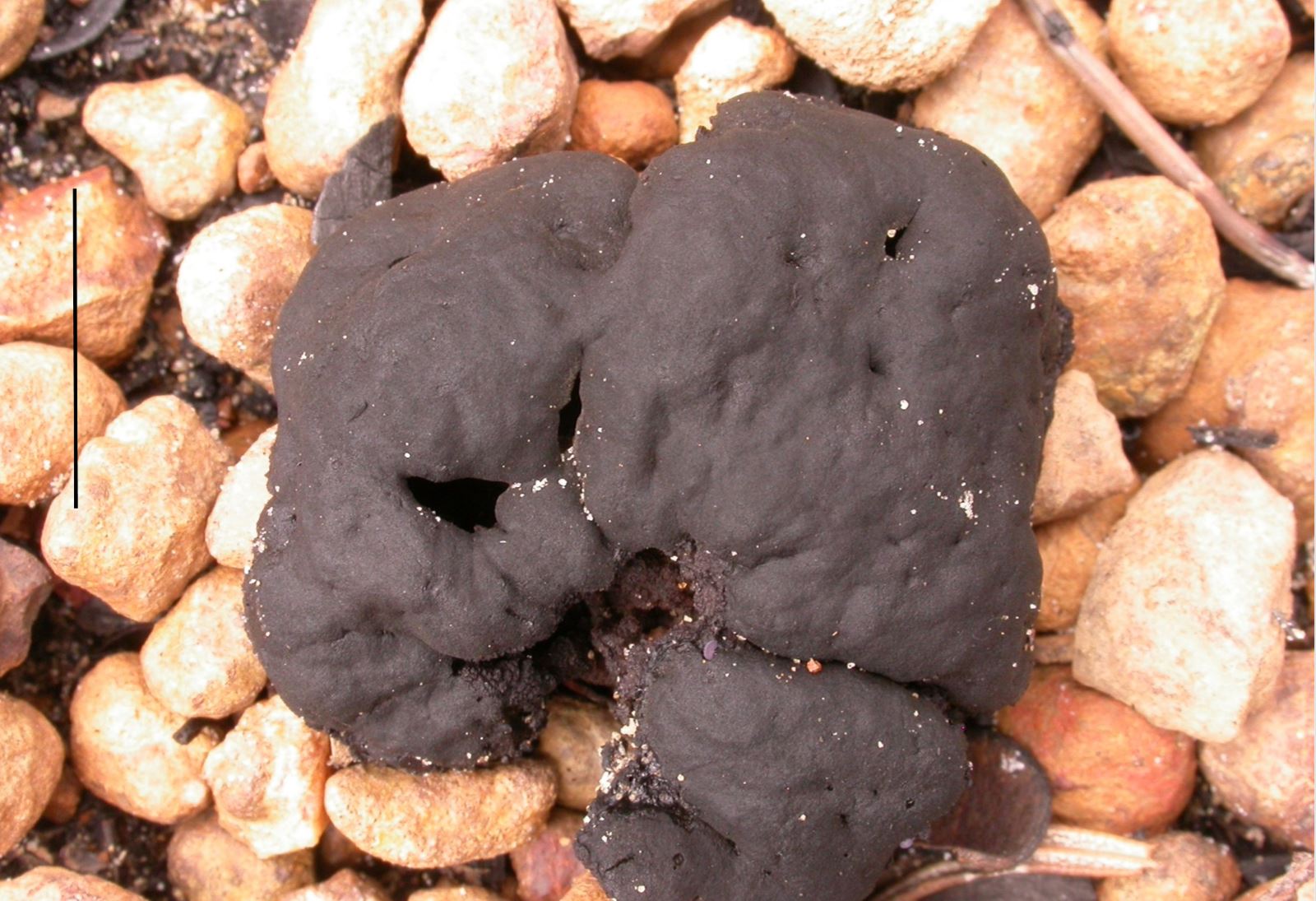 Kangaroo Island fungii, Black Shoe Leather (Antrelloides atroceracea), is a new genus and species, was discovered and described by Professor David Catcheside from Flinders University and State Herbarium research associate Pam Catcheside. 