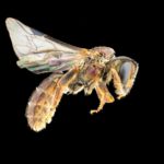 New bees a barometer of climate change