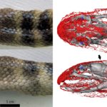 Tropical snake uses its head to ‘breathe’