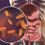 Gut bacteria negatively influence blood sugar