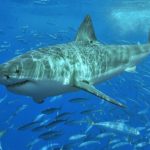 Technology can save Australians from shark bites