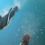When penguins ruled after dinosaurs died
