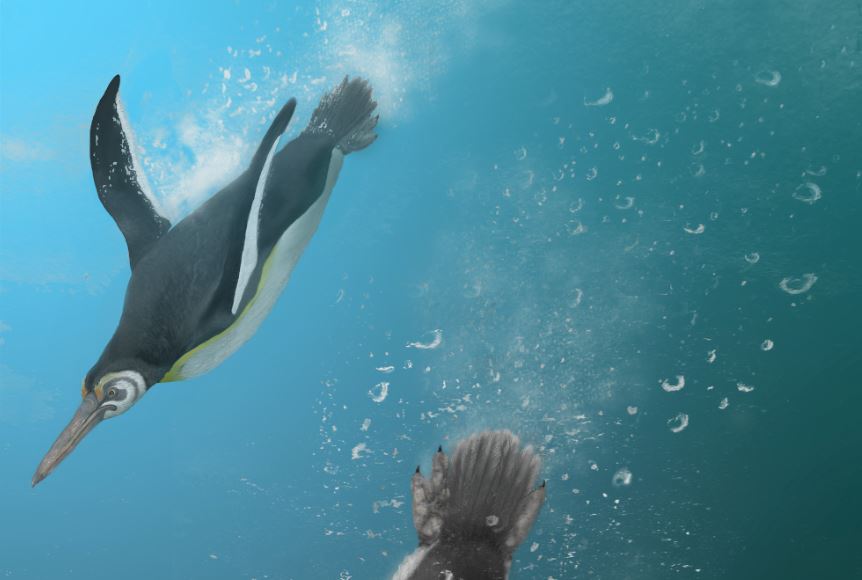 Artist's impression of the newly discovered fossil penguin