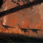 Bushfires have reshaped life on Earth before