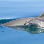 Female dolphins gather in family groups