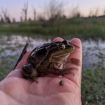 Frogs on front line of climate change