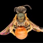 Native bees’ exotic origins reveal cross-pollination