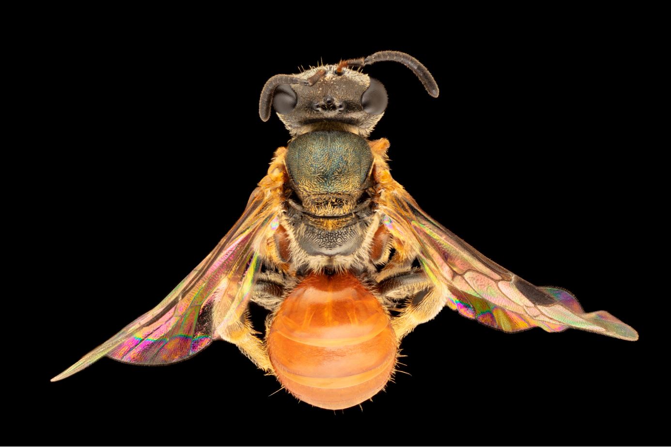 https://news.flinders.edu.au/wp-content/uploads/2020/06/Homalictus-tatei-Australian-native-bee-James-Dorey.jpg