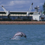 Townsville dolphins monitoring for conservation
