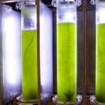 Boost to develop microalgae into health foods