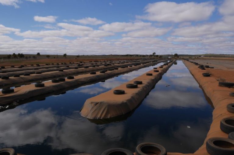 Peterborough wastewater ponds News