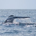 Satellite tracking supports blue whale survival