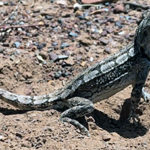 Heated debate on lizard sex