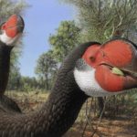 Giant fossil’s bird-brain gives past insights