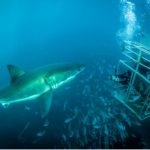 Research supports SA cage shark-diving