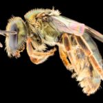 Land clearance a bonus for bees