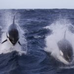 Killer whale DNA reveals distinct ties