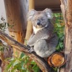 Recognition for Save the Koala projects