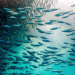 World-famous sardine migration explained