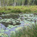 Fresh concerns for wetlands