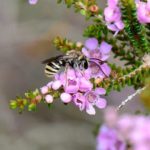 Bushfire bees on the brink