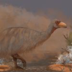 New clues to ‘big bird’ extinction