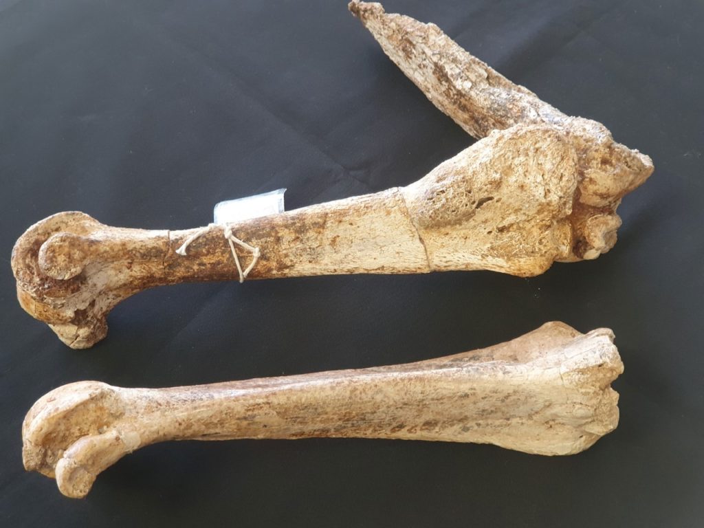 New clues to 'big bird' extinction – News