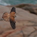 Native bird studies take flight