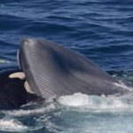 First records of orcas hunting largest animals on Earth