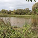 New ways to improve wetlands