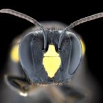 Native bee key to social evolution