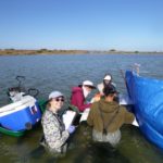 Worms, nutrient cycling support Coorong remediation